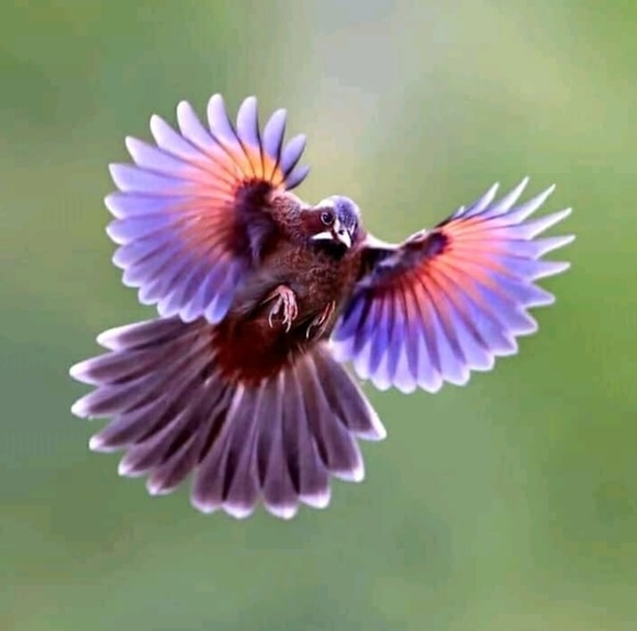 Meet your Posher, Saif - Picture 1 of 1